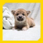 柴犬(標準サイズ)