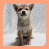 柴犬(標準サイズ)