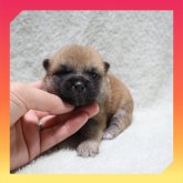 柴犬(標準サイズ)