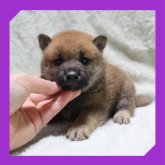 柴犬(標準サイズ)