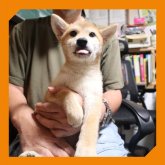 柴犬(標準サイズ)