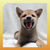 柴犬(標準サイズ)