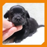 ●ちわぷー●(トイプードル×チワワ)