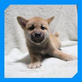 柴犬(標準サイズ)