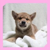 柴犬(標準サイズ)