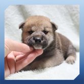 柴犬(標準サイズ)