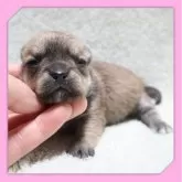 チワワ(スムース)