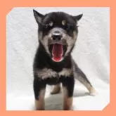 柴犬(標準サイズ)