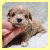 ●まるぷー●(マルチーズ×トイプードル)