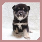 柴犬(標準サイズ)