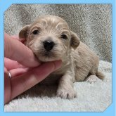 ●まるぷー●(マルチーズ×トイプードル)