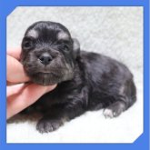 ●ちわまる●(マルチーズ×チワワ)