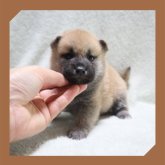 柴犬(標準サイズ)