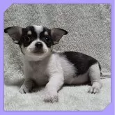 チワワ(スムース)