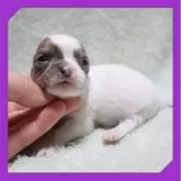 チワワ(スムース)