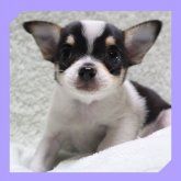 チワワ(スムース)