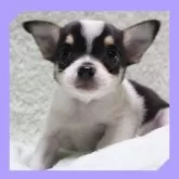 チワワ(スムース)