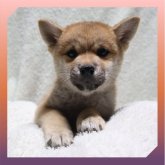 柴犬(標準サイズ)