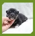 柴犬(標準サイズ)【岡山県・男の子・2025年8月16日・黒】の写真2