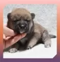 柴犬(標準サイズ)【岡山県・女の子・2025年8月24日・赤】の写真3