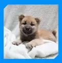 柴犬(標準サイズ)【岡山県・男の子・2025年7月25日・赤】の写真4
