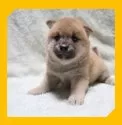 柴犬(標準サイズ)【岡山県・女の子・2025年7月25日・赤】の写真4