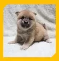 柴犬(標準サイズ)【岡山県・女の子・2025年7月25日・赤】の写真5