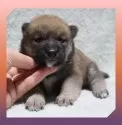 柴犬(標準サイズ)【岡山県・女の子・2025年8月24日・赤】の写真5