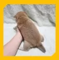 柴犬(標準サイズ)【岡山県・女の子・2025年7月25日・赤】の写真6