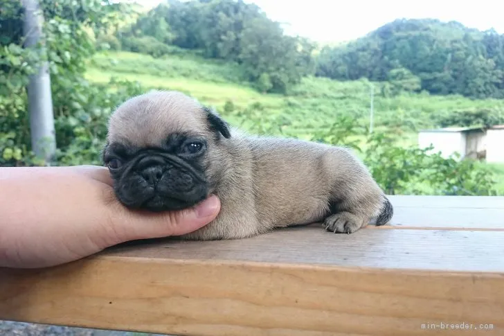 ID:1808-02570の子犬