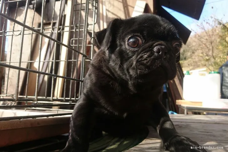 ID：1611-01857の子犬
