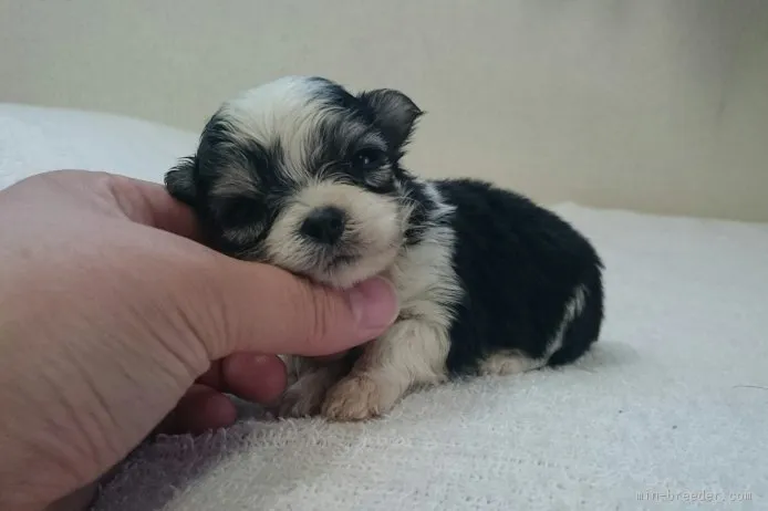ID:1511-00563の子犬