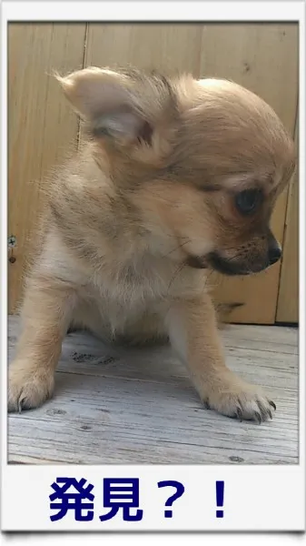 ID：1405-01180の子犬