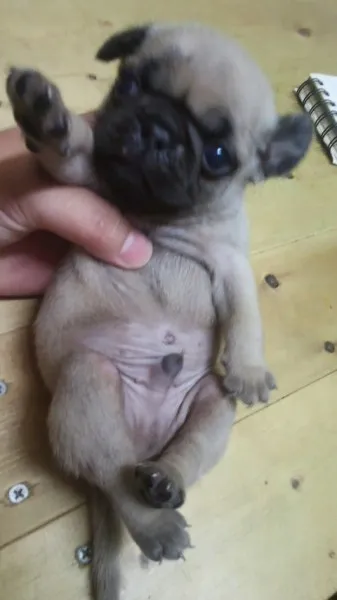 ID：1208-00676の子犬