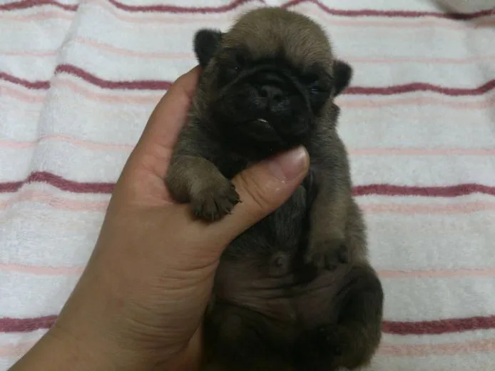 ID：1409-00276の子犬