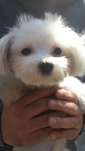 ID:1309-01270の子犬
