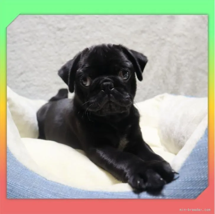 ID：2207-02113の子犬