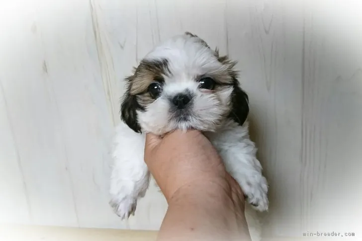 ID：1709-02156の子犬