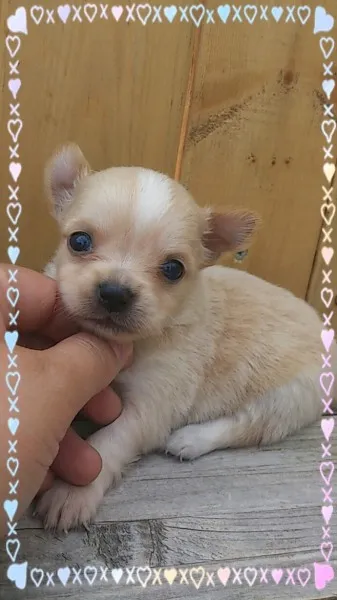 ID：1406-00251の子犬