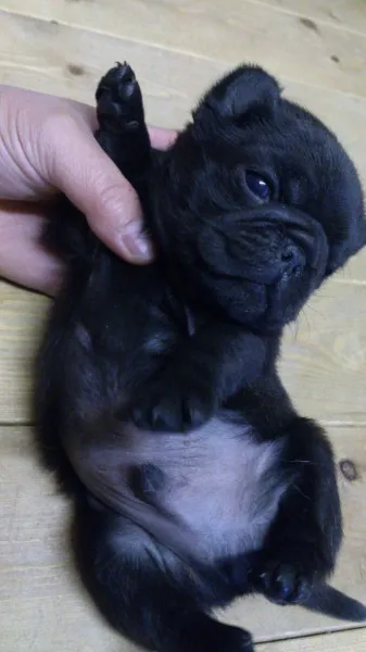 ID：1304-00398の子犬