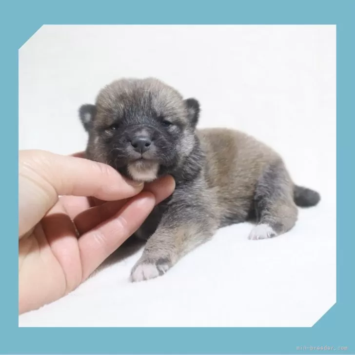 ID:2312-04622の子犬