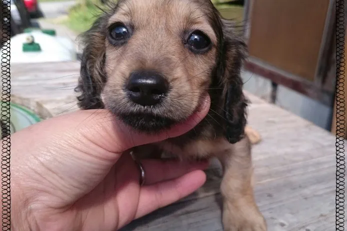 ID:1504-01040の子犬