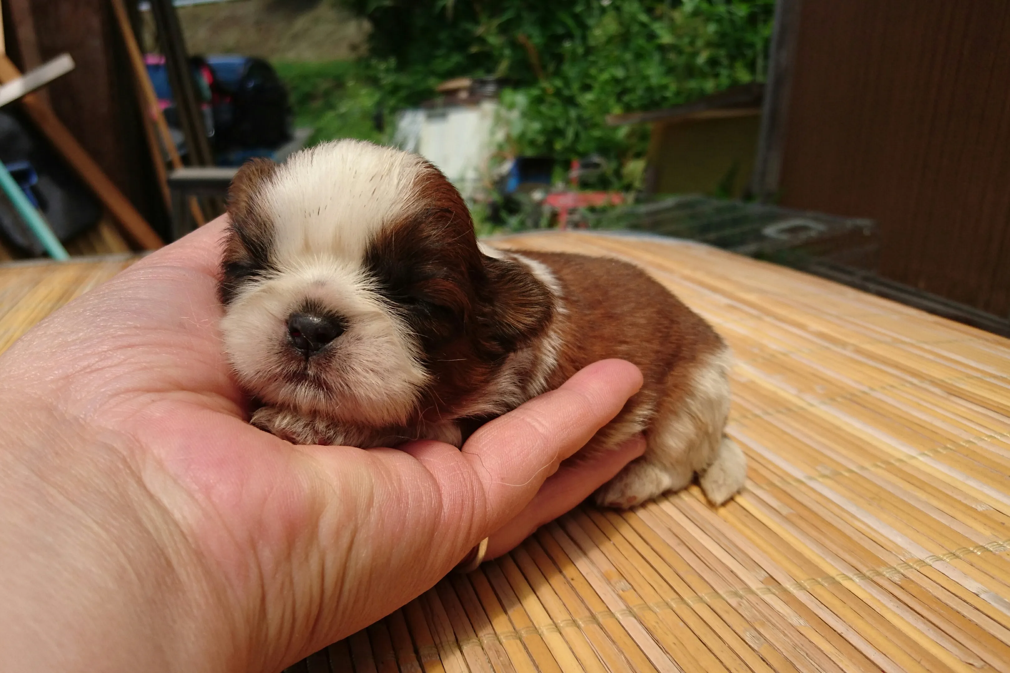 ID:1606-00081の子犬