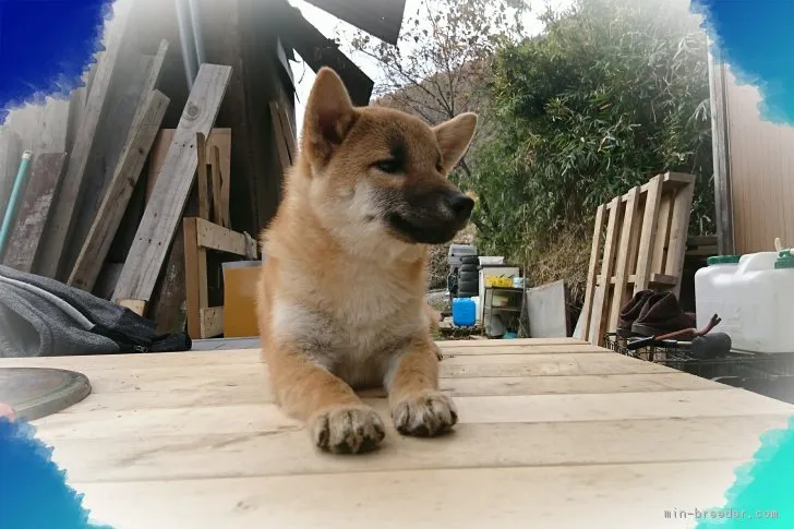 ID：1710-02003の子犬