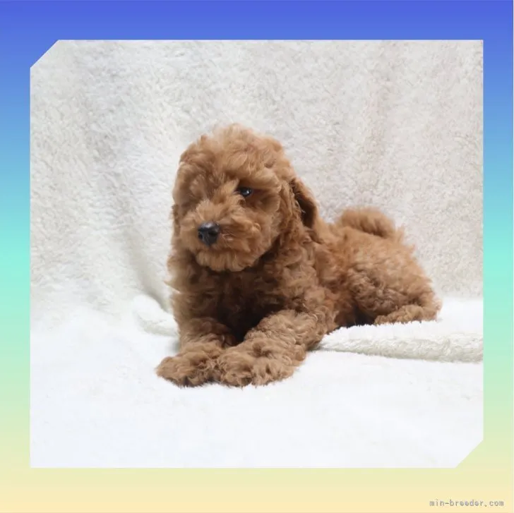 ID：2306-01775の子犬