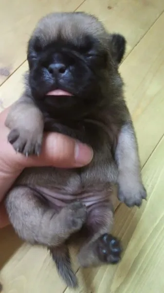 ID：1208-00677の子犬