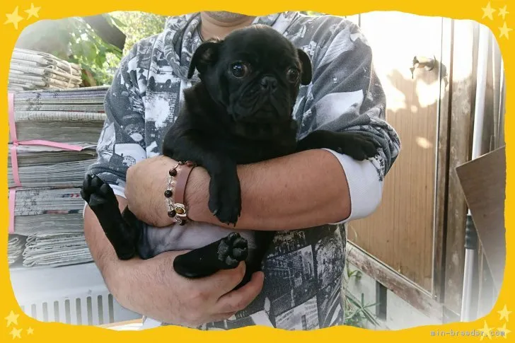 ID：1707-01686の子犬