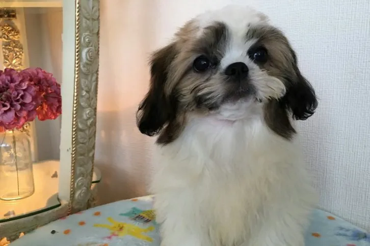 ID：1606-00083の子犬