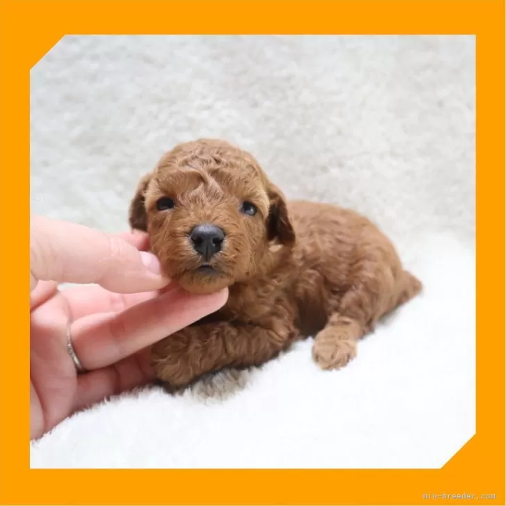 ID：2405-05647の子犬