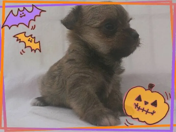 ID：1410-00164の子犬